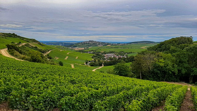 Vignobles de Sancerre