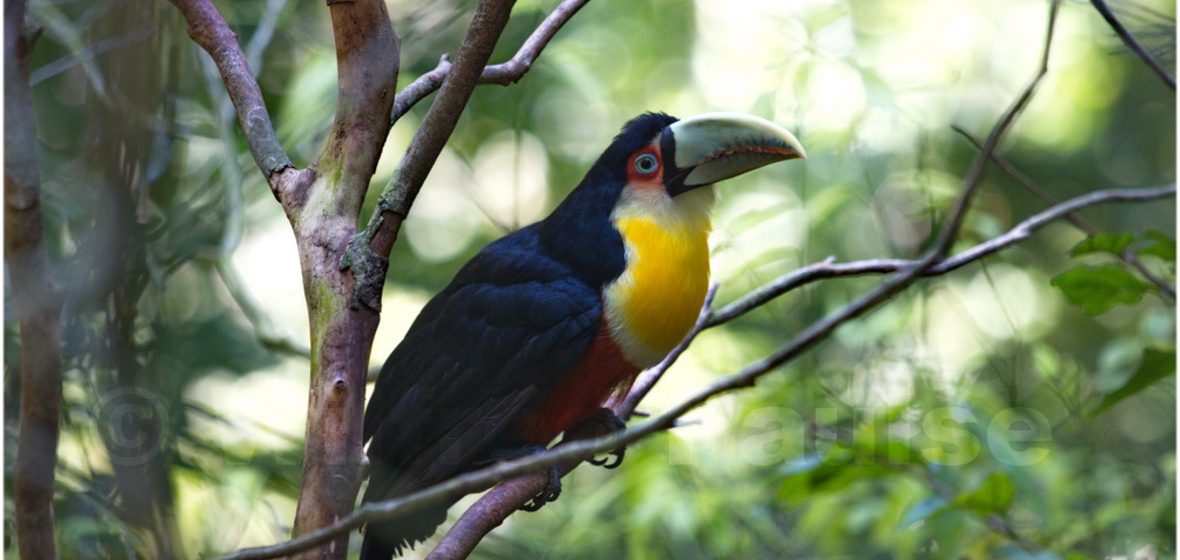 Foto von Foz do Iguaçu