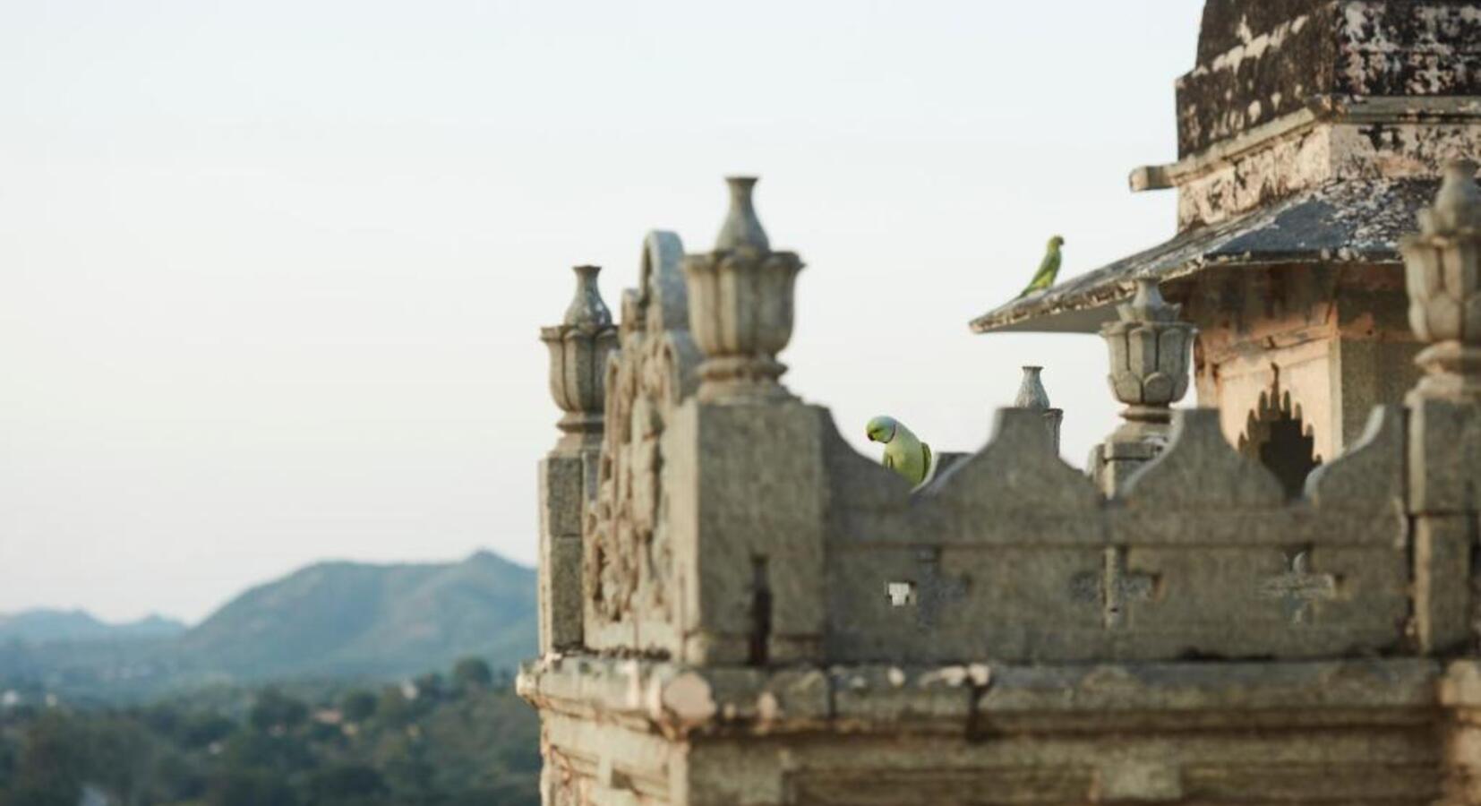 Green parakeets on the parapets