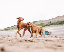 The Best Dog Friendly Hotels in the North Yorkshire Moors