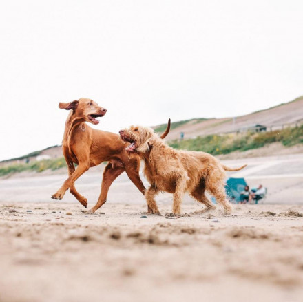 Les meilleurs hôtels accueillant les chiens dans les North Yorkshire Moors