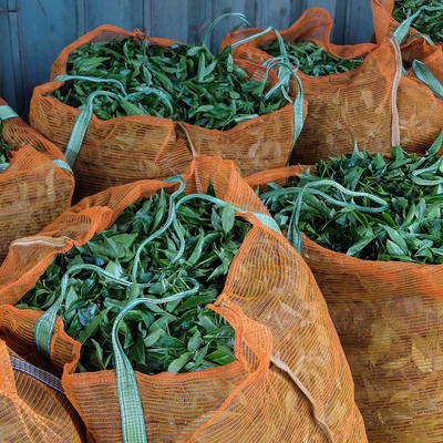Coonoor, India