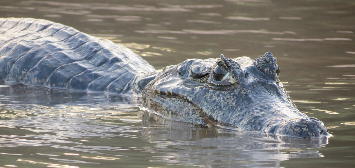 Foto von Mato Grosso