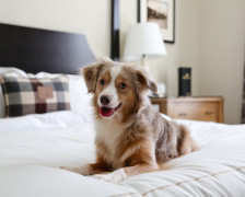 The Best Pet Friendly Hotels in Fort Lauderdale