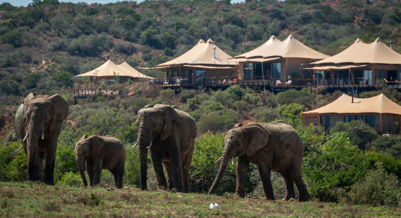 Foto de Shamwari Sindile