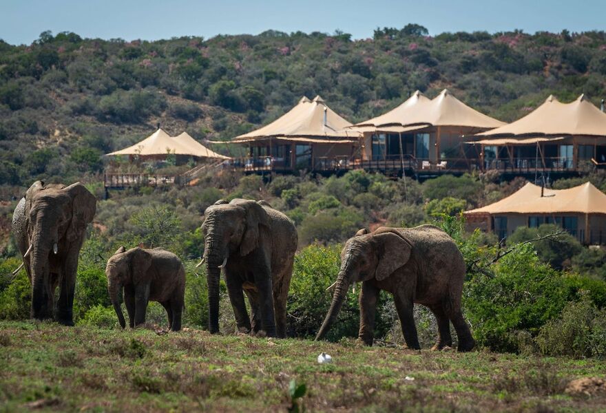 Shamwari Sindile