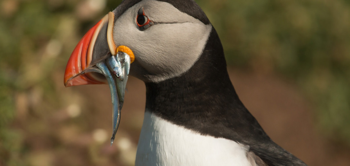 Photo of Pembrokeshire