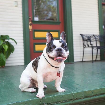 14 Pet Friendly Hotels in New Orleans