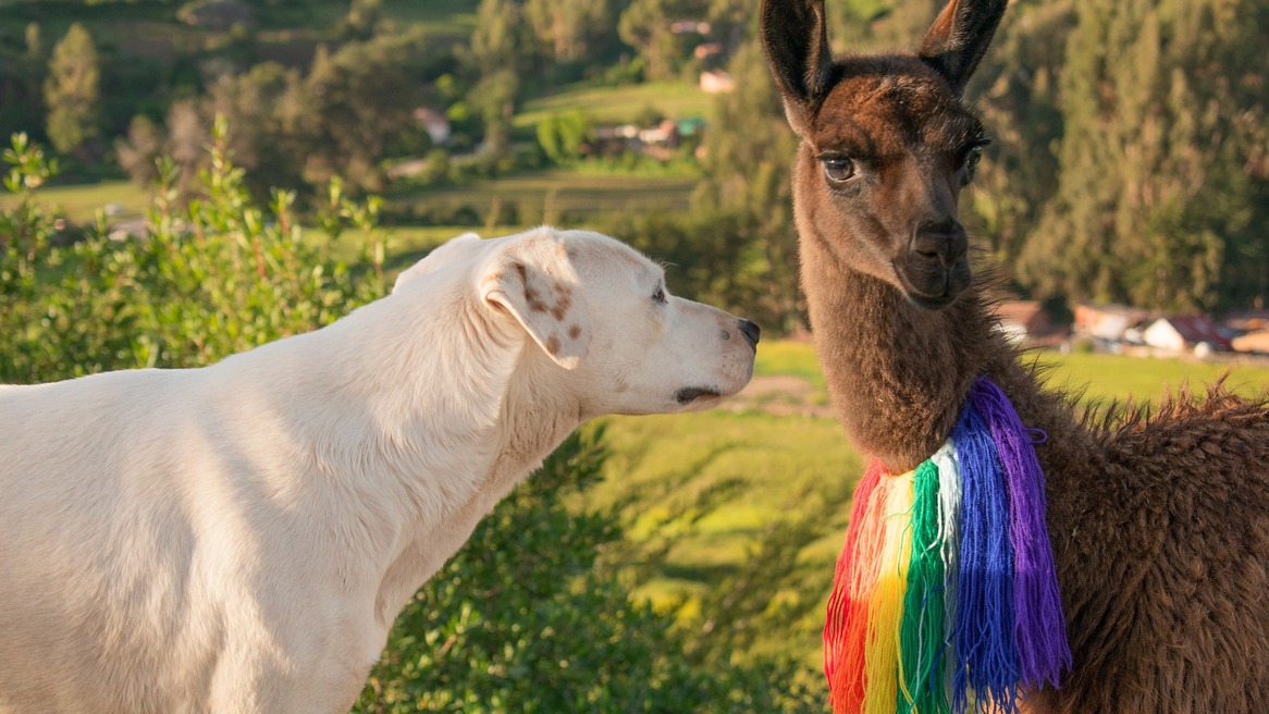 Stray dog meets a friend