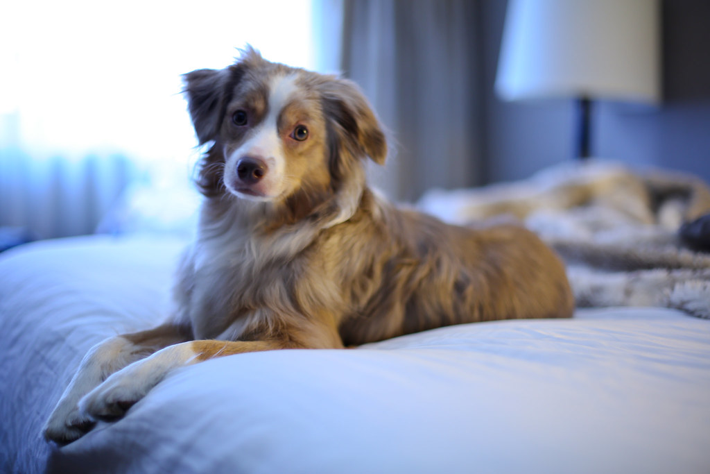 chien à l'hôtel