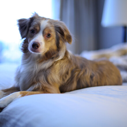 The 8 Best Pet Friendly Hotels in San Antonio