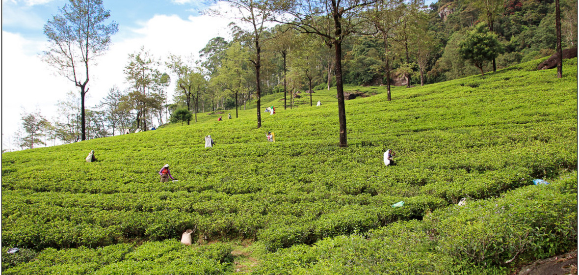Photo of Nuwara Eliya