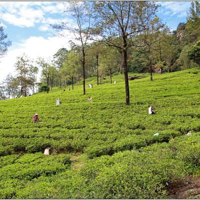 Nuwara Eliya, Sri Lanka