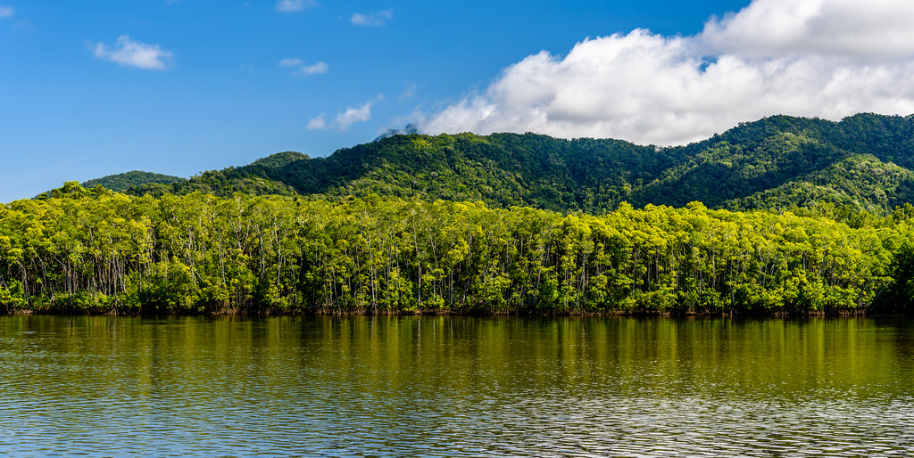Forêt tropicale de Daintree