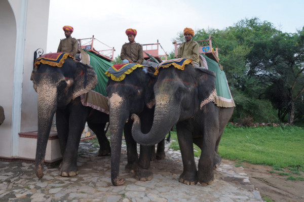 Dera Amer Elephant Camp