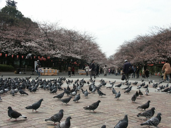 Yanaka