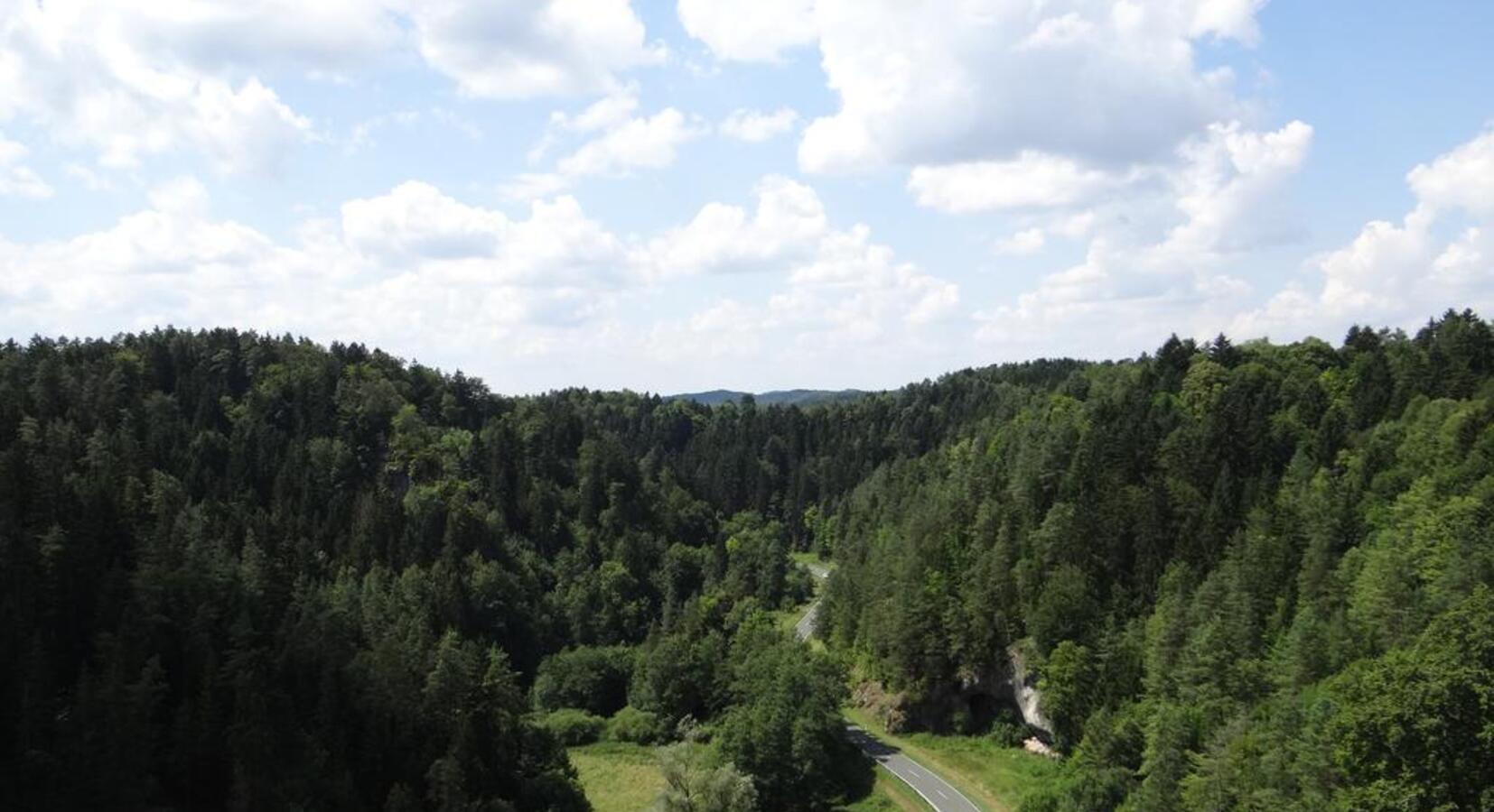 Forest