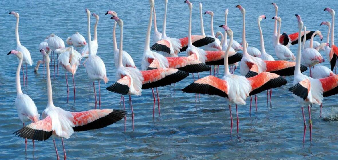 Foto von Saintes Maries de la Mer