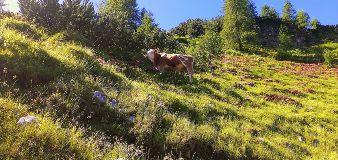 Foto de Flachau