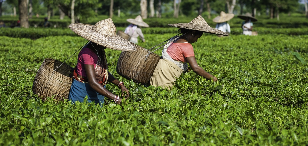 Foto de Assam