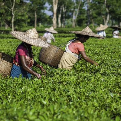 Assam, India